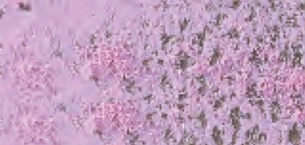 083 Ultramarine Pink Pastel Potlood Caran D'Ache